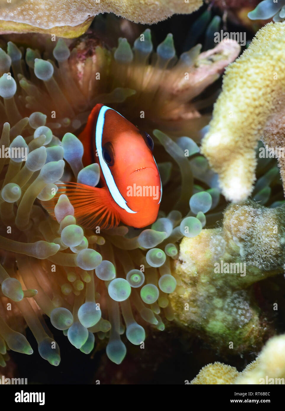 Tomate Clownfisch, Yap in Mikronesien. Stockfoto