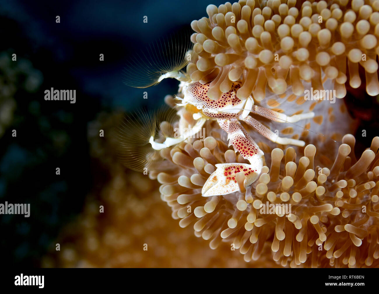 Porzellan Crab in der Anemone, Yap in Mikronesien. Stockfoto