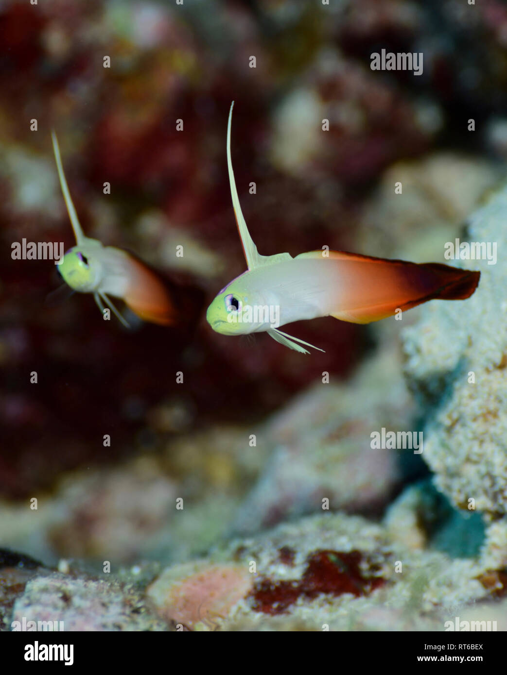 Fire Goby, Yap in Mikronesien. Stockfoto