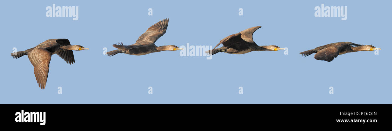 Detailliertes Bild der Flug einer Kormoran in 4 Bewegungen Stockfoto