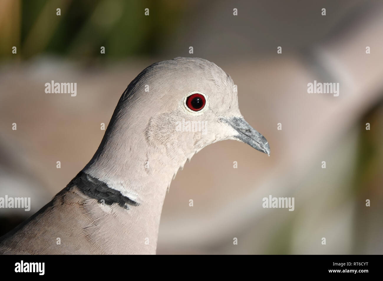 Eurasian collared dove (Streptopelia decaocto) im Arizona, Leiter close-up Stockfoto