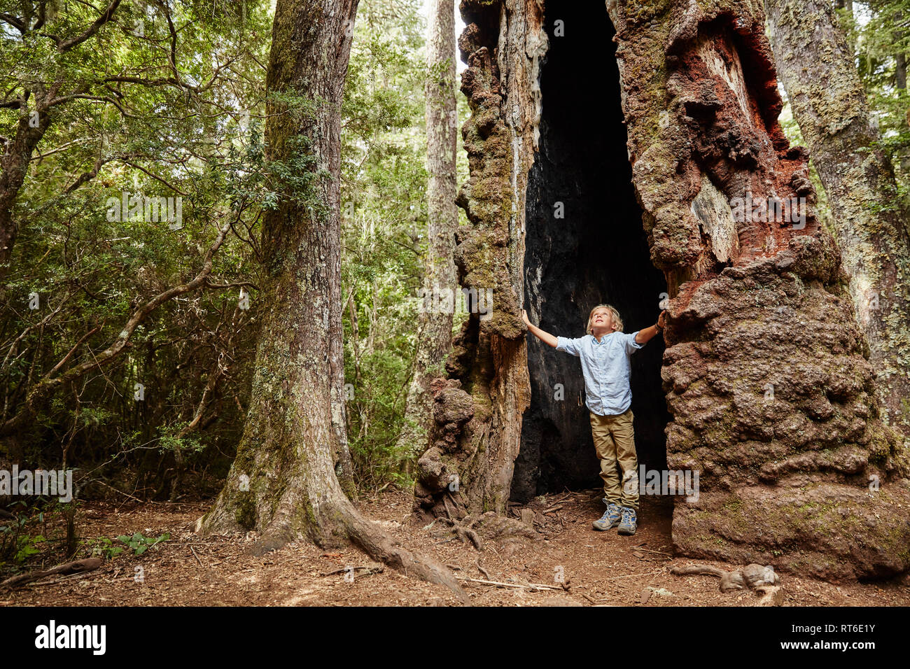 Chile, Puren, El Melado National Park, junge innerhalb eines alten Araucaria Baum Stockfoto