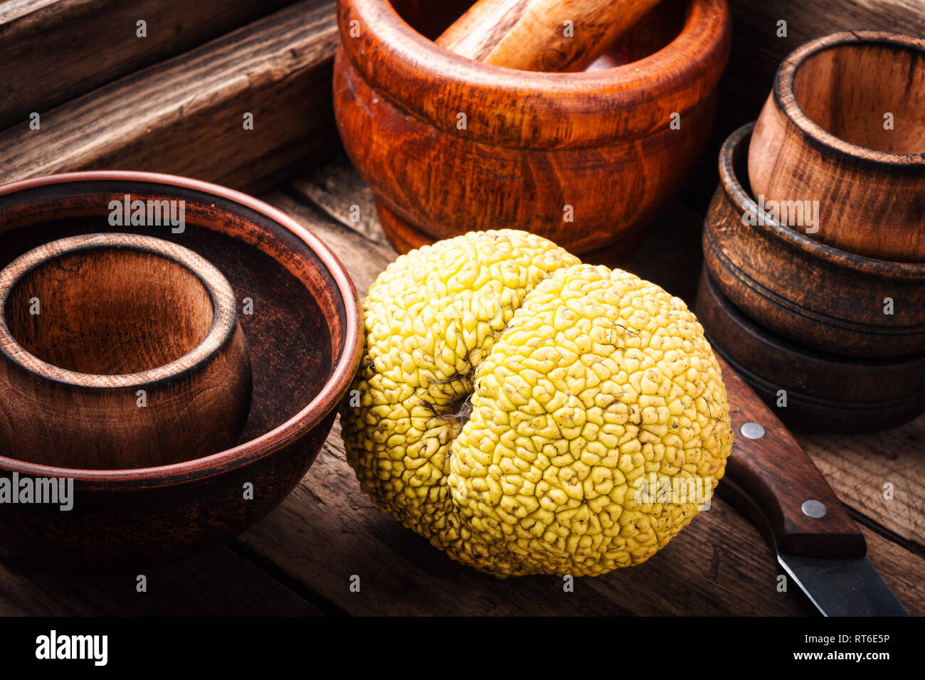 Maclura Obst, Adams Apple. wirkungsvolles Antioxidans. Maclura in der Volksmedizin Stockfoto