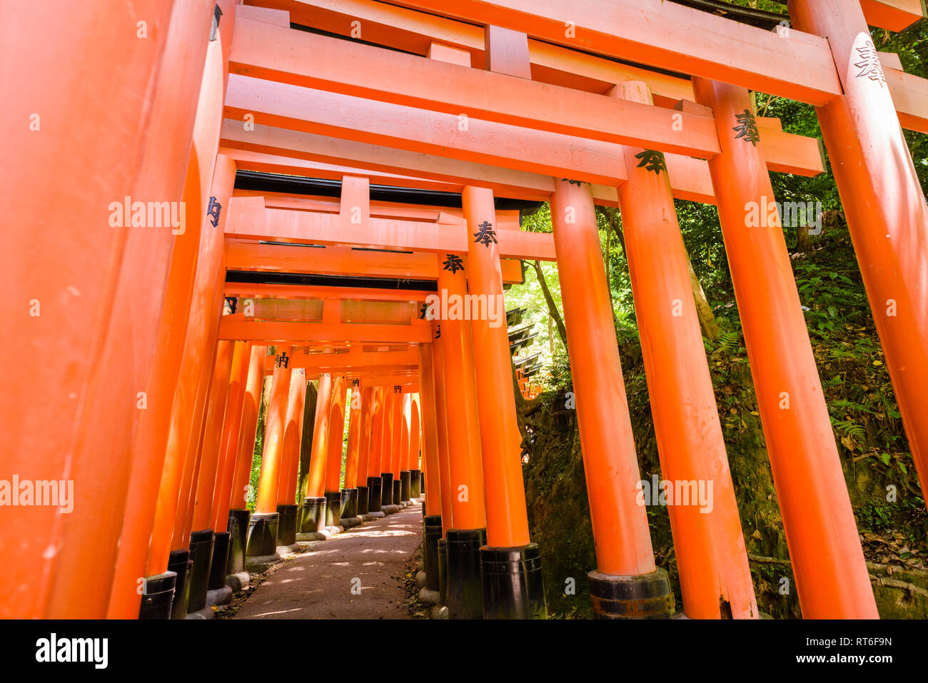 Torii Gates in Shinto Schrein Fushimi Inari-taisha, Kyoto, Japan. Fushimi Inari-taisha auf dem Berg Inari ist der Kopf und die meisten berühmten inari Schrein mit Aro Stockfoto