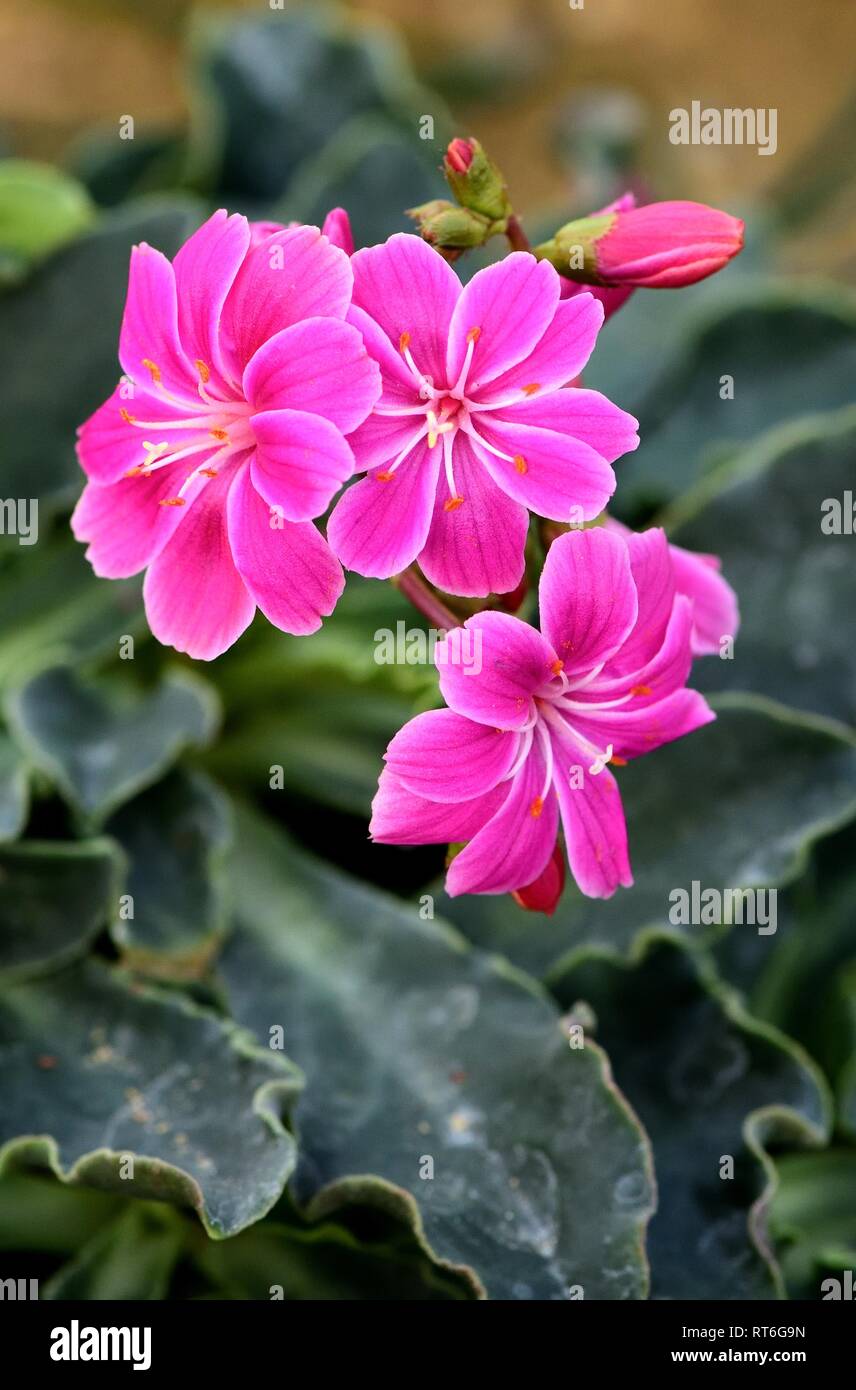 Lewisia Keimblatt Bischofsmais in Blume Stockfoto