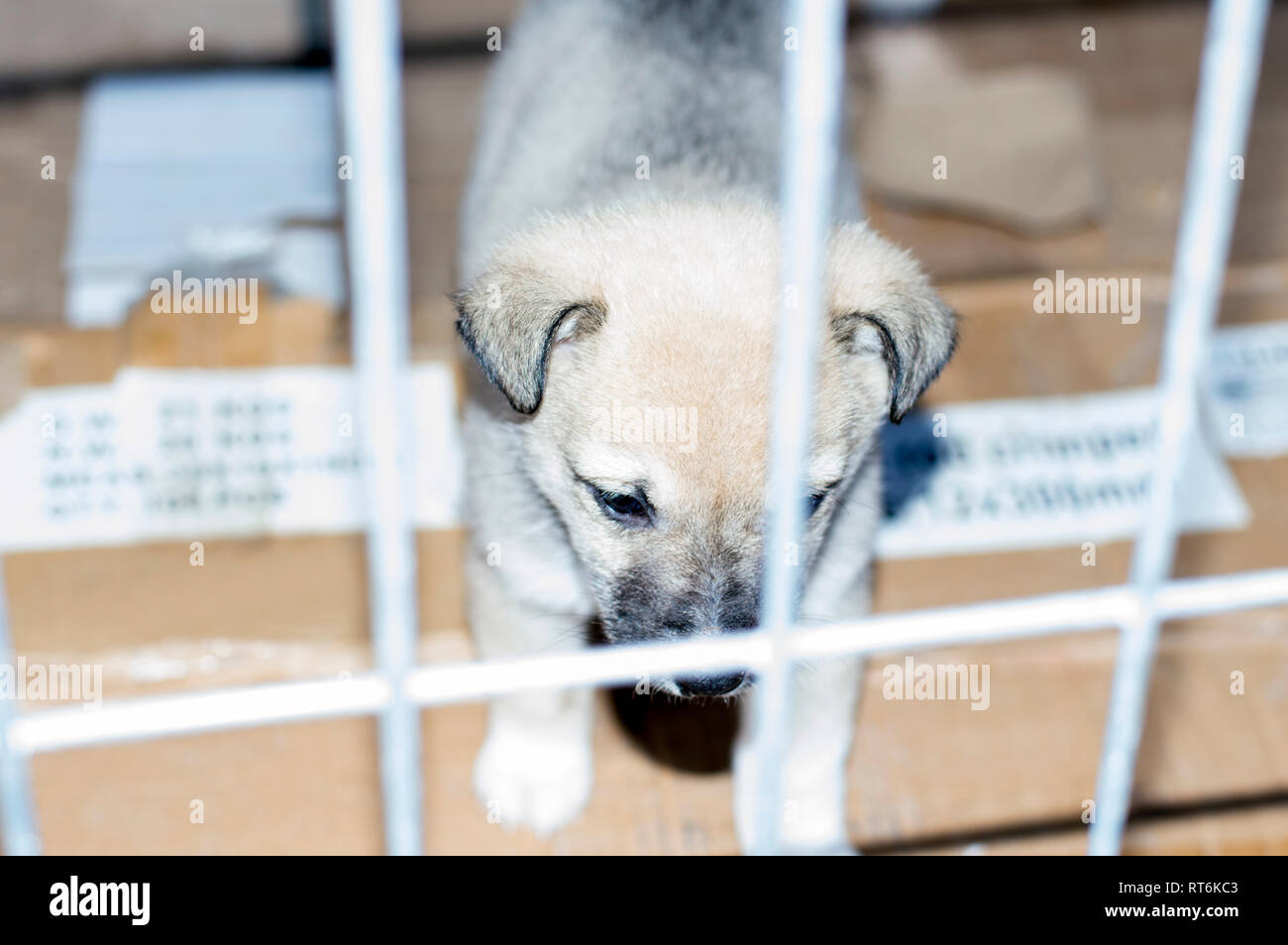 Traurig schöne Welpen in einem Tierheim Cage, Tierschutz, Tierheim, ehrenamtliche Arbeit Stockfoto