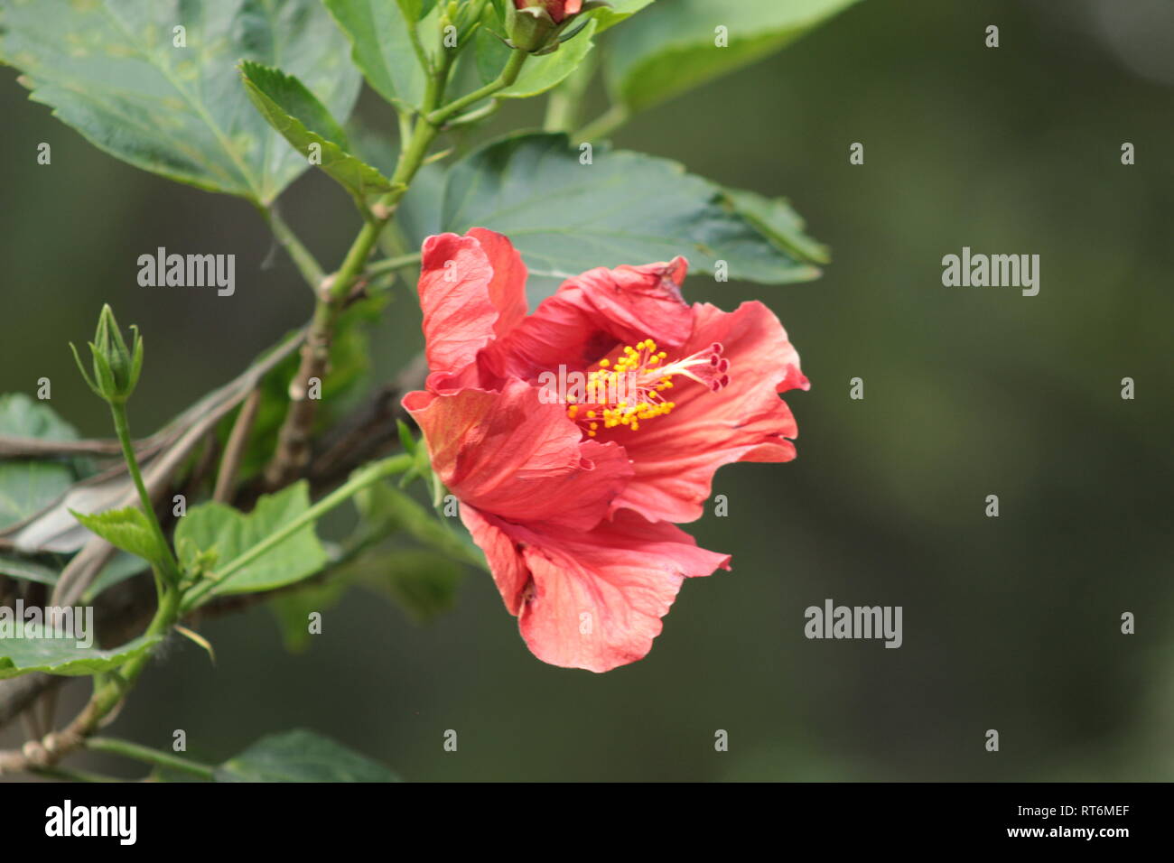 Nahaufnahme de una Flor ein Medio abrir, Foto tomada en el centro de la Ciudad de Guadalajara Jalisco México utilizando un-lente 18-55 mm Kanone Stockfoto