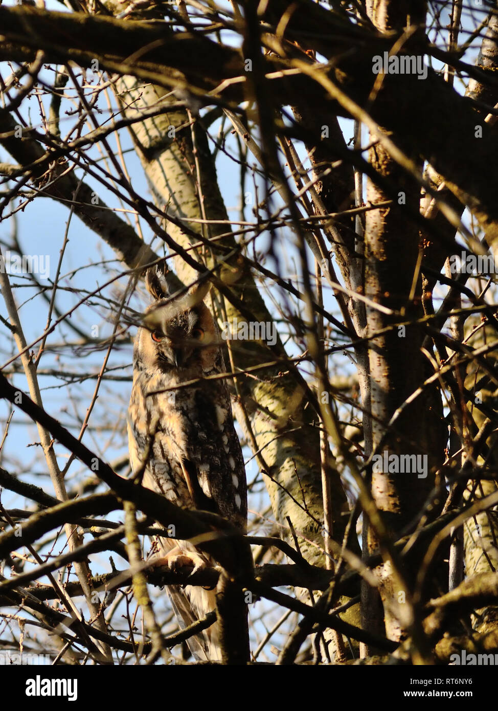 Versteckte owl zwischen Ästen am Baum, Asio Otus Stockfoto