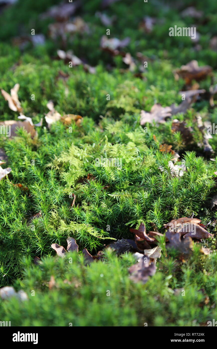 Moss im Sonnenschein Stockfoto