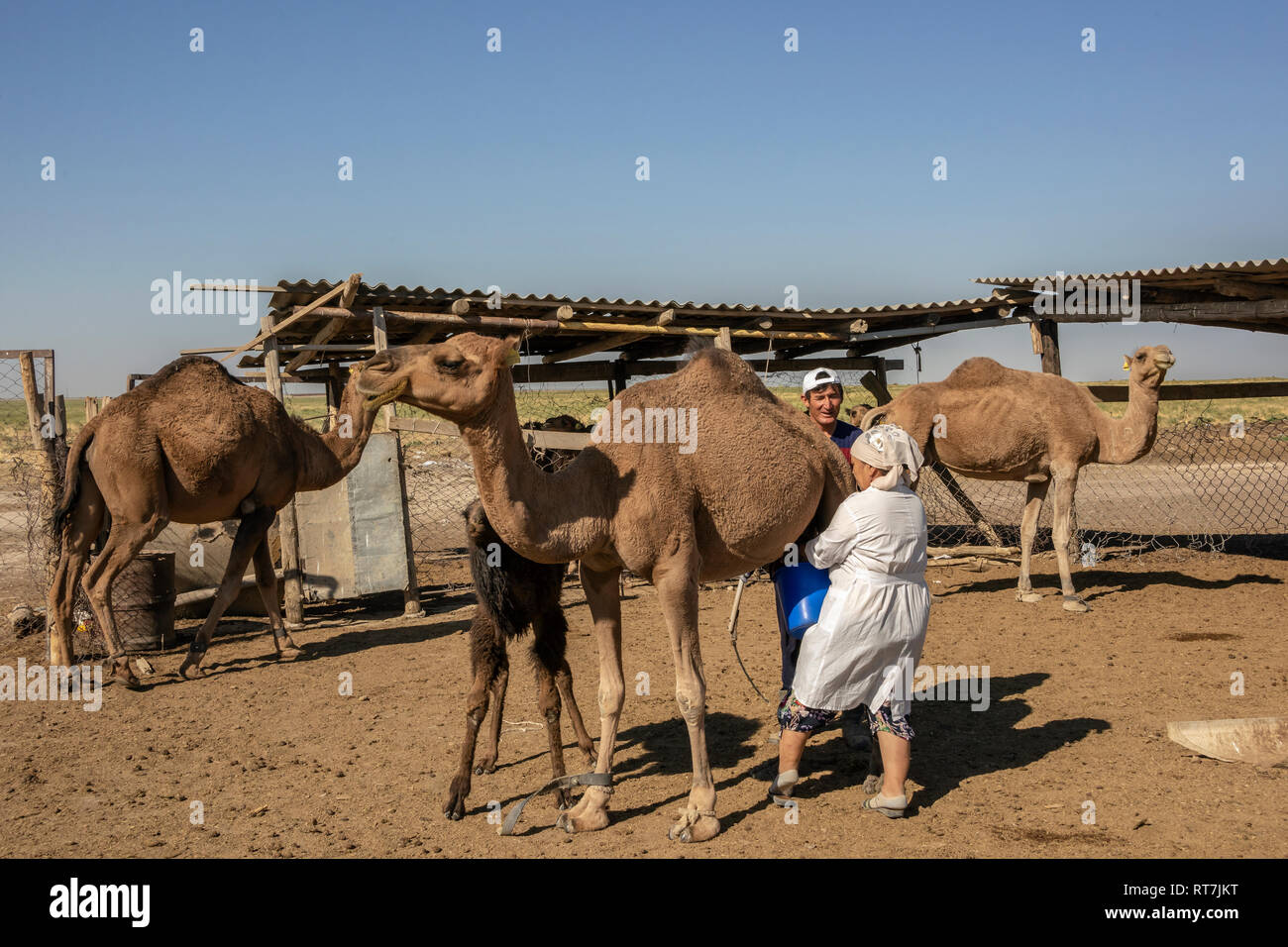 Kasachischen Frau bereitet Kamel für Vorbereitung shubat als ihr Kalb in der Nähe steht, in der Nähe von Turkestan, Kasachstan in Milch Stockfoto