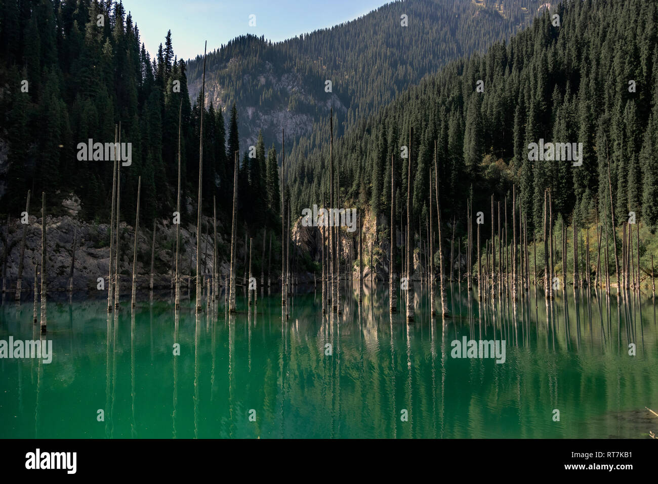 Lake Kaindy mit toten Evergreens im grünen Wasser spiegelt, Tian Shan Gebirge, Kasachstan Stockfoto