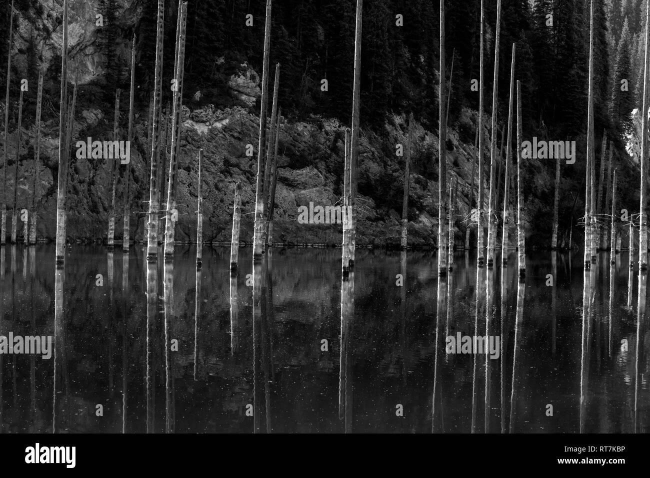 Standlicht auf tote Bäume in Kaindy See, Tian Shan Gebirge, Kasachstan BW wider Stockfoto