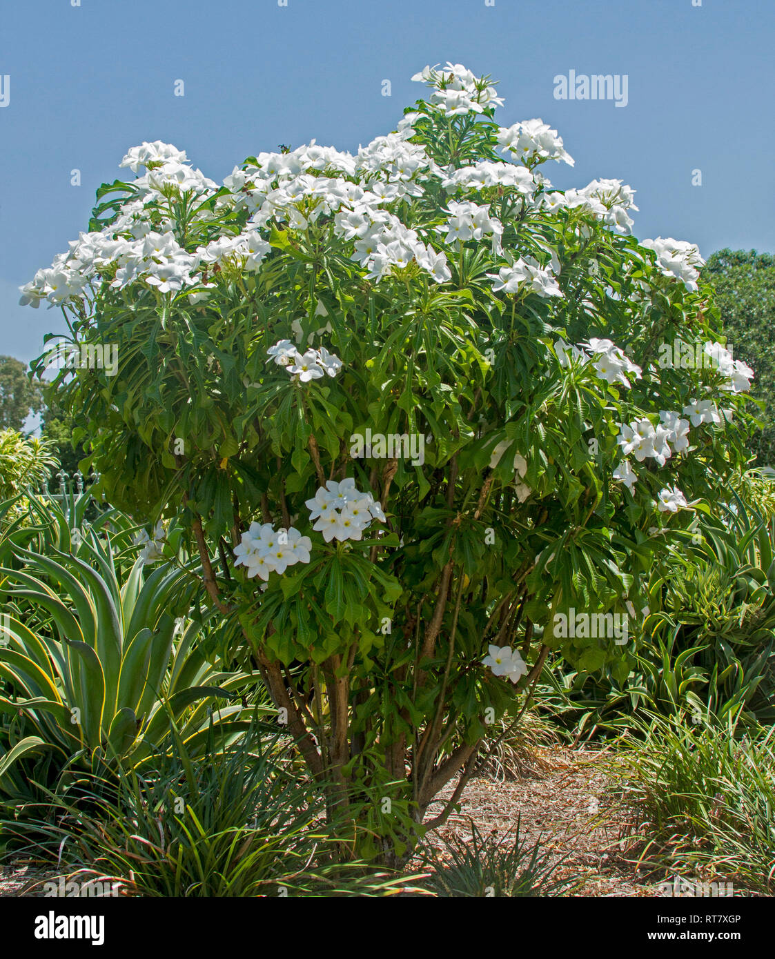 Blühender Strauch mit Massen von weissen duftenden Blumen und helle grüne Blätter, Plumeria pudica "Everlasting Love", immergrüne frangipani Stockfoto