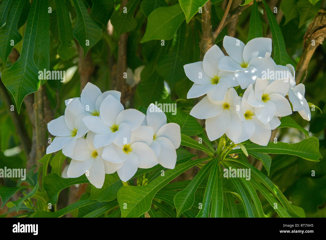 Cluster der schönen weißen duftenden Blumen und helle grüne Blätter von Plumeria pudica "Everlasting Love", immergrüne frangipani Stockfoto