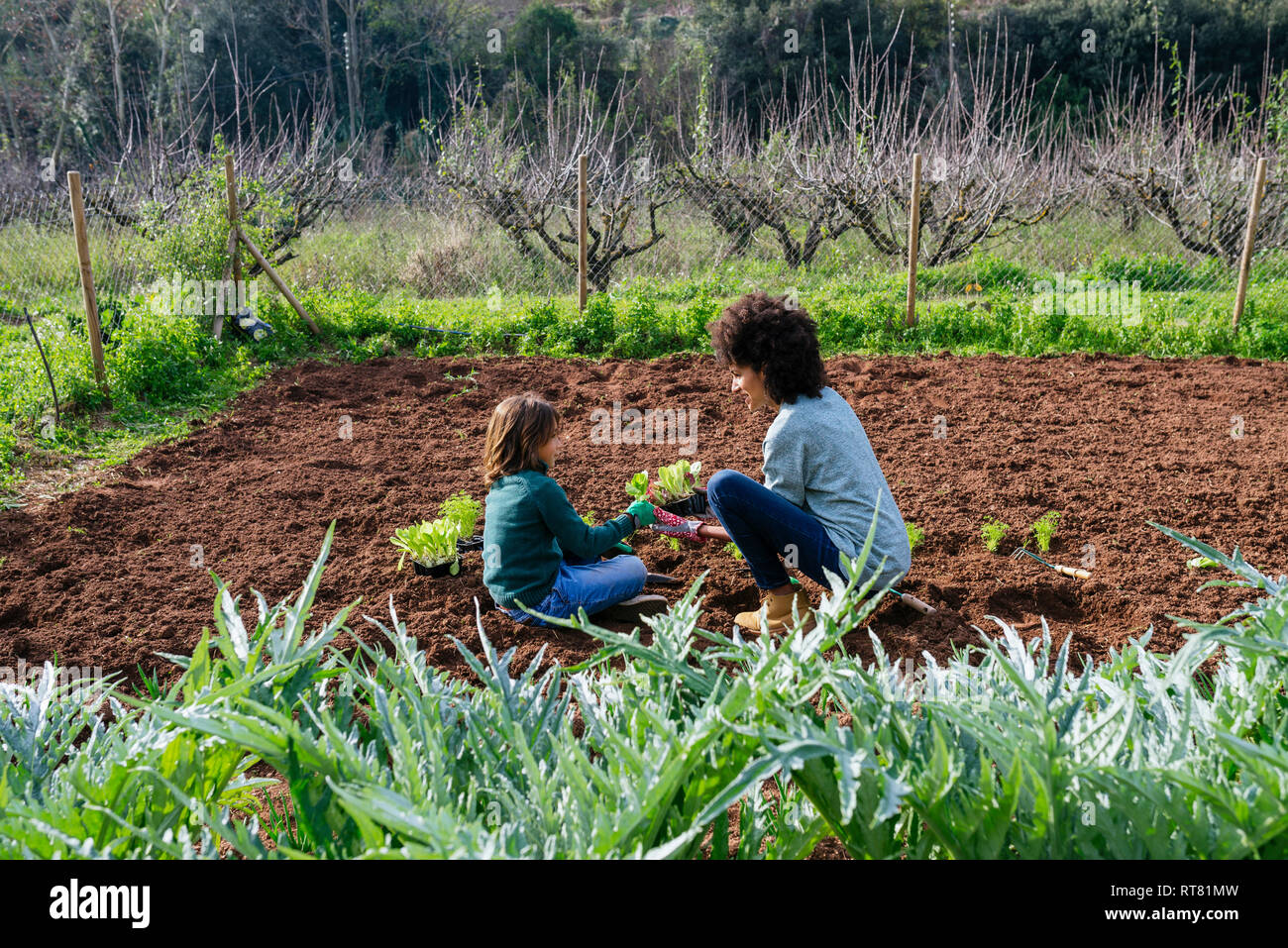 Mutter und Sohn einpflanzen und Salatpflänzlinge im Gemüsegarten Stockfoto