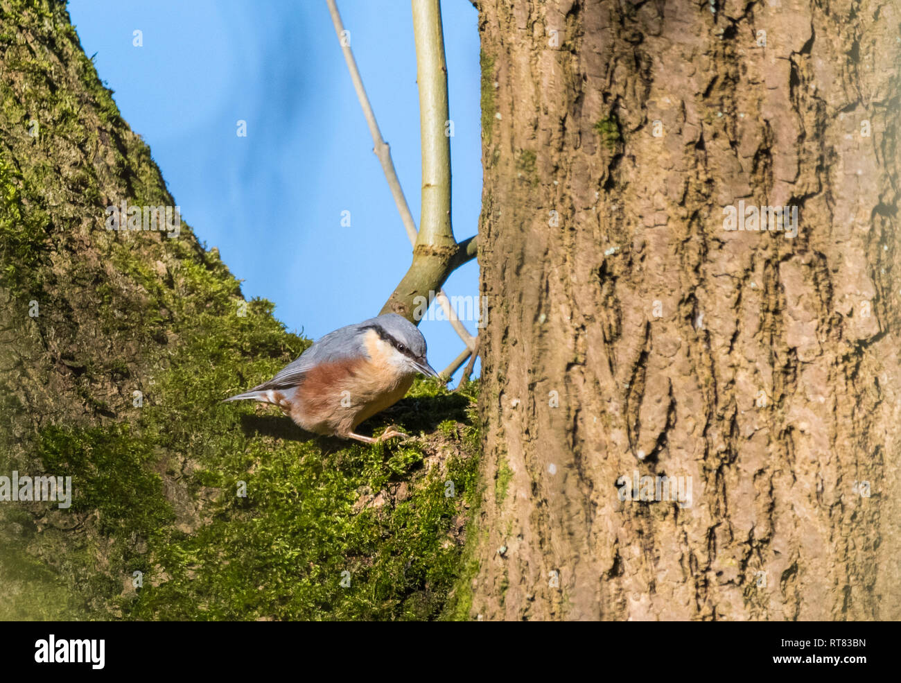 Erwachsene männliche Eurasischen Kleiber Vogel (Sitta europaea), aka Holz Kleiber, ein Schmetterling (Tagfalter) aus, die an einem Baum im Winter in West Sussex, UK. Stockfoto