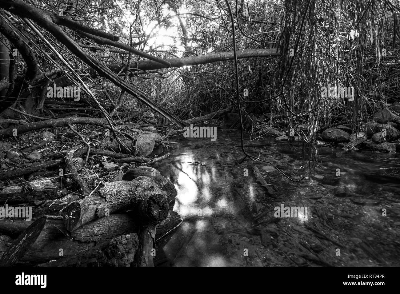 Dan River Nature Reserve, Israel Stockfoto