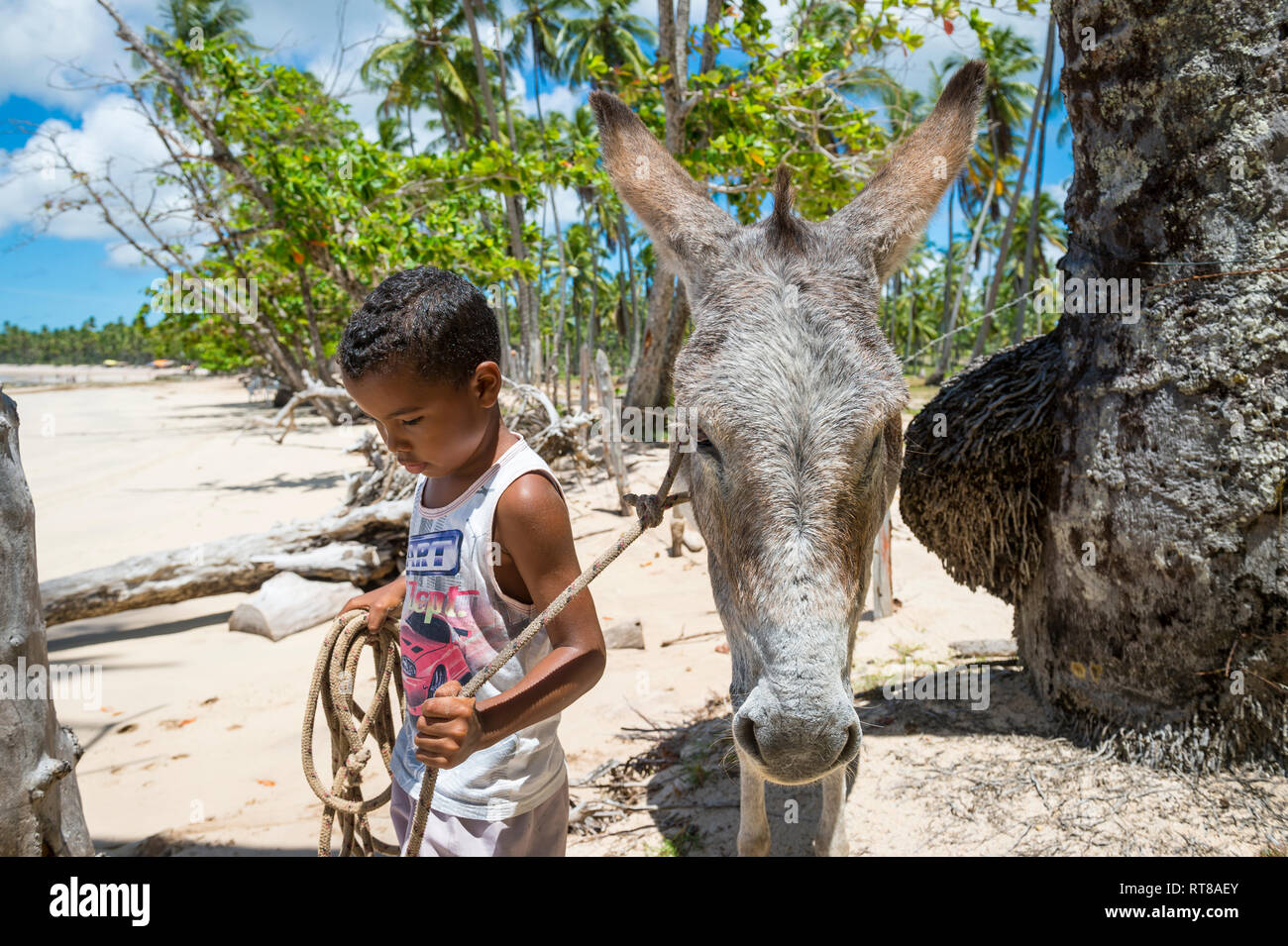 BAHIA, BRASILIEN - 11. MÄRZ 2017: Eine funktionierende Maultier steht mit einem jungen brasilianischen Jungen auf der palmengesäumten Ufer von einem Strand in der Fernbedienung die "Nordeste" Region fahren. Stockfoto