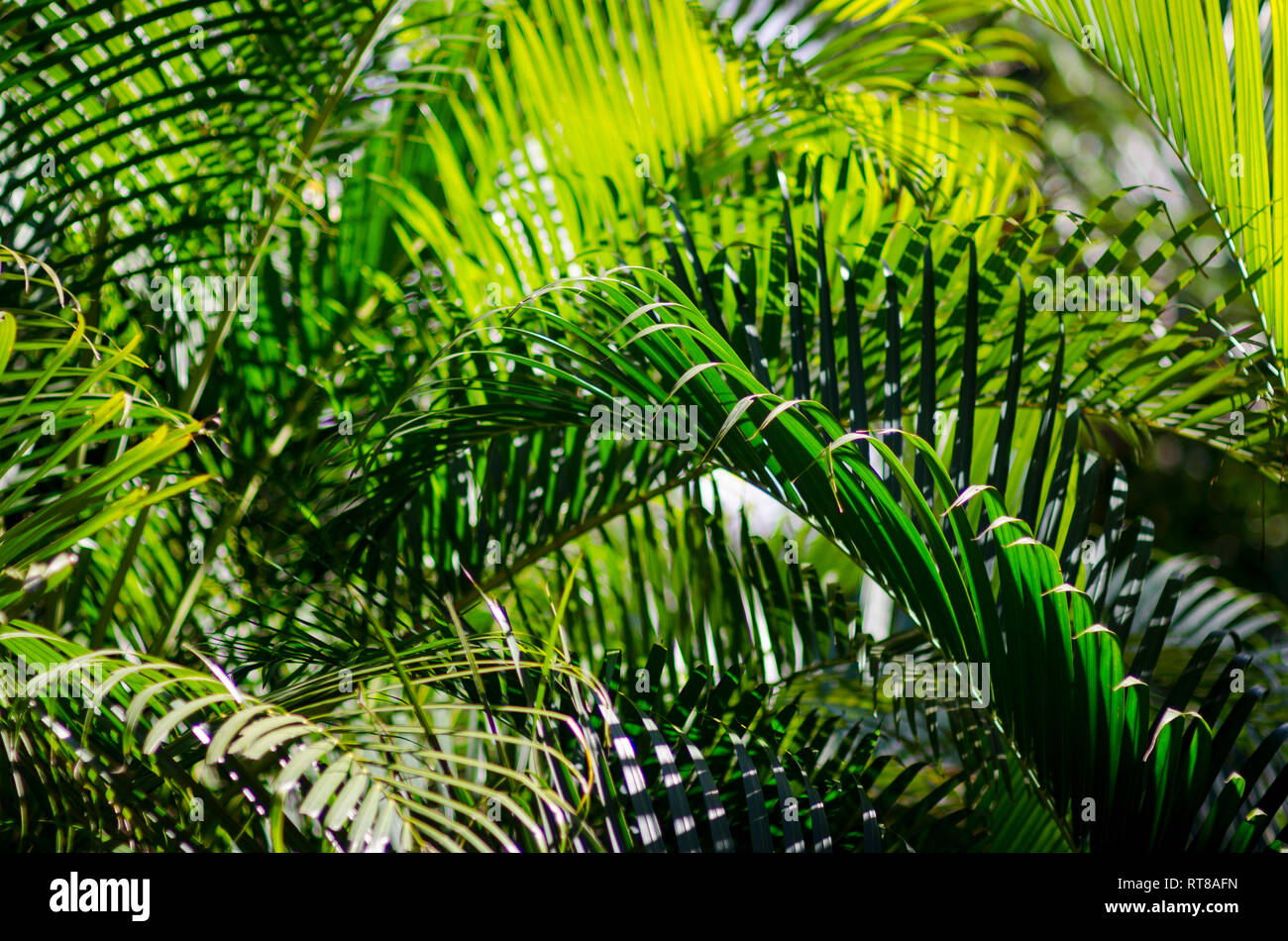 Ineinandergegriffen grüne Wedel der Palme Pflanzen füllen die Rahmen mit einem Hintergrund der natürlichen tropischen Grün Stockfoto