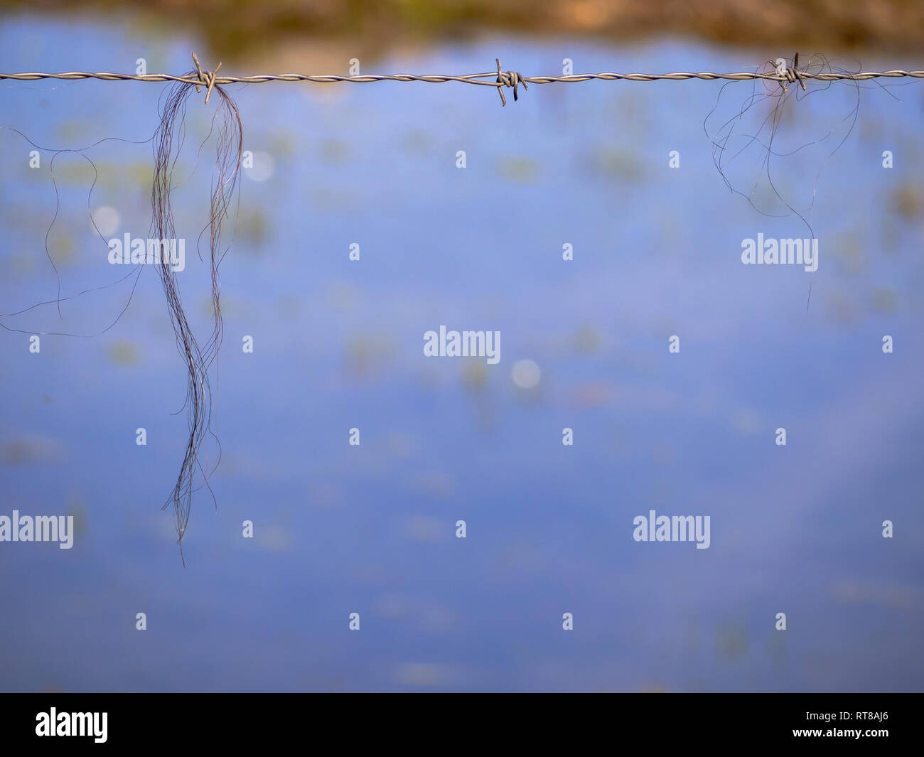 Zusammenfassung Hintergrund. Tierhaare auf einem rostigen Stacheldraht Stockfoto