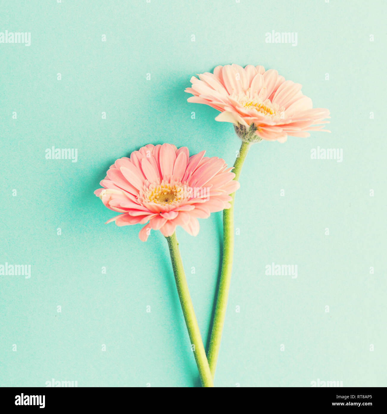 Schöne zarte Frühlingsblumen Gerbera auf Türkis pastell Hintergrund. Frühling Ostern Konzept. Platz. Stockfoto
