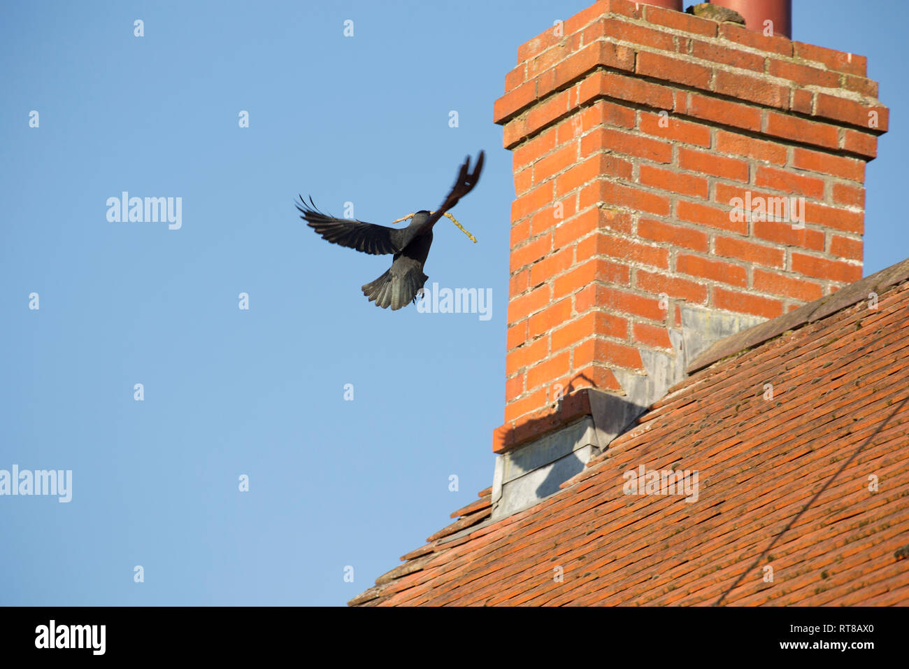 Eine Dohle, Corvus monedula, im Februar einen Stick für den Nestbau in der Nähe der Gehäuse. Dorset England UK GB Stockfoto