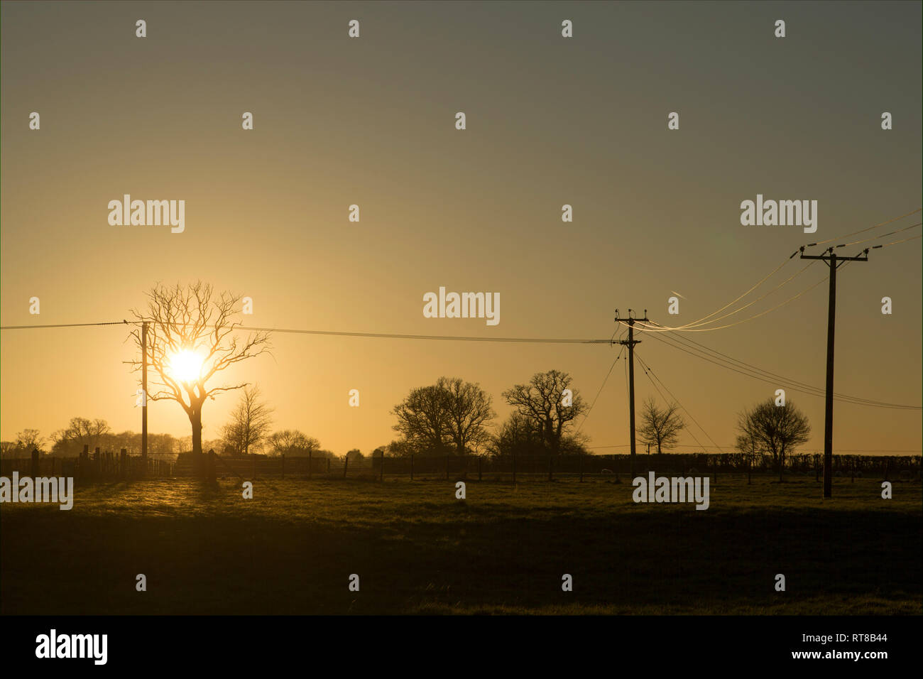 Sonnenlicht auf Telefonleitungen, wie die Sonne im Februar über die Felder in der Nähe der Wohngebiete, in einer ländlichen Gegend. Gillingham North Dorset England UK GB Stockfoto
