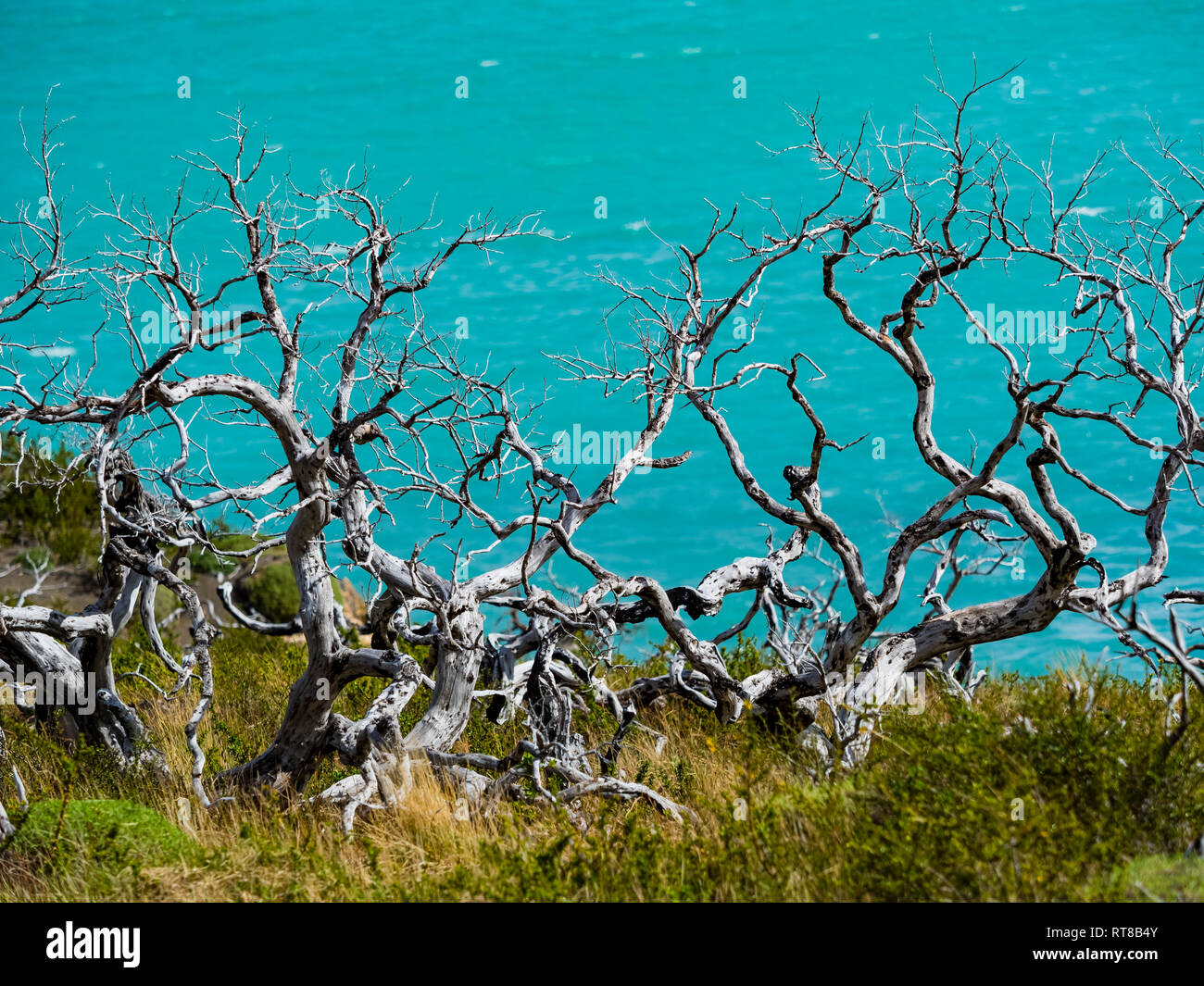 Chile, Patagonien, Torres del Paine Nationalpark, Lago Nordenskjold und tote Bäume im Vordergrund. Stockfoto