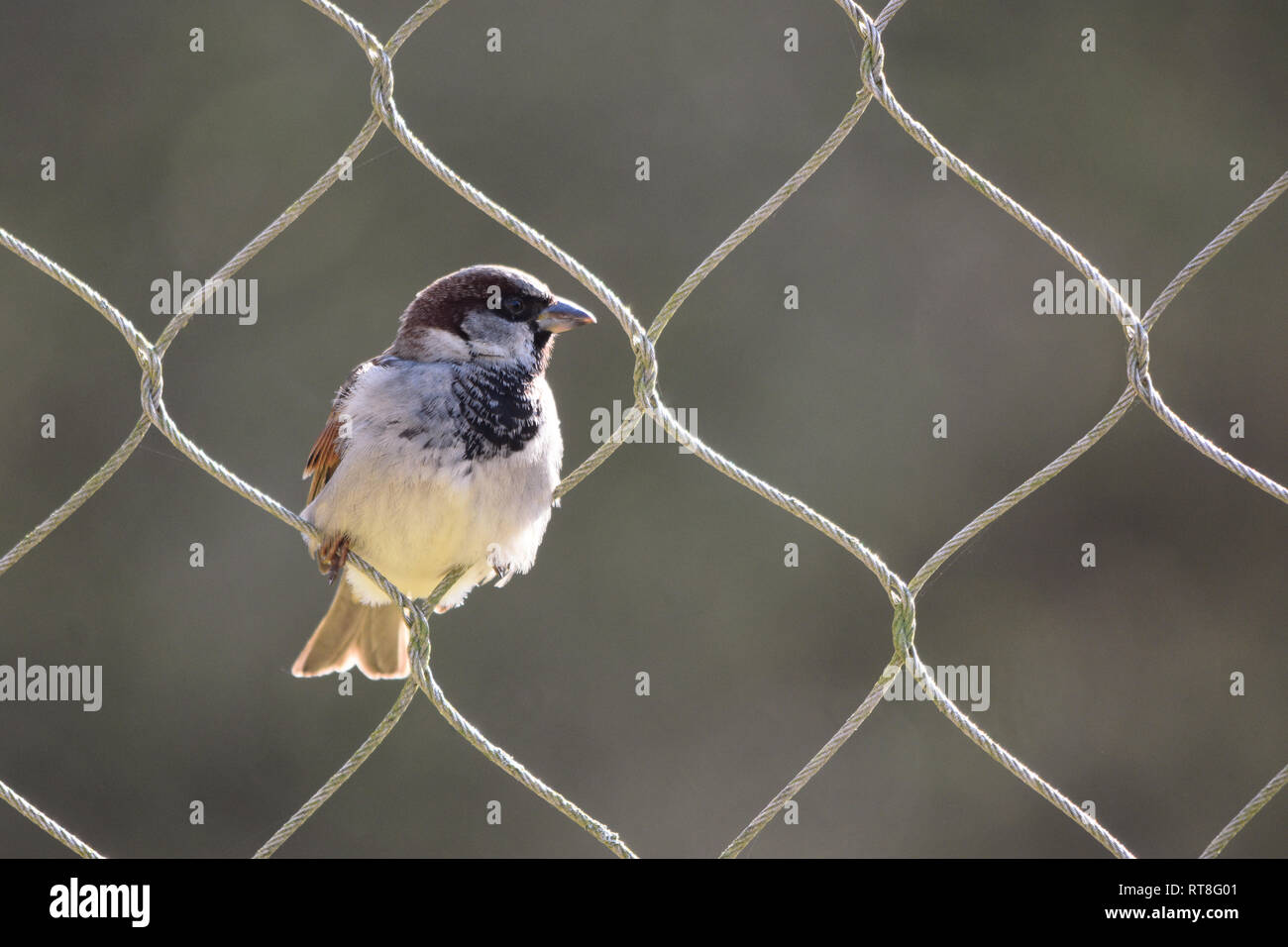 Ein Spatz thront in der Schleife von einem hohen Zaun ein freier Geist Konzept wie der Vogel Ein Spatz thront in der Schleife von einem hohen Zaun ein freier Geist Konzept wie der Vogel