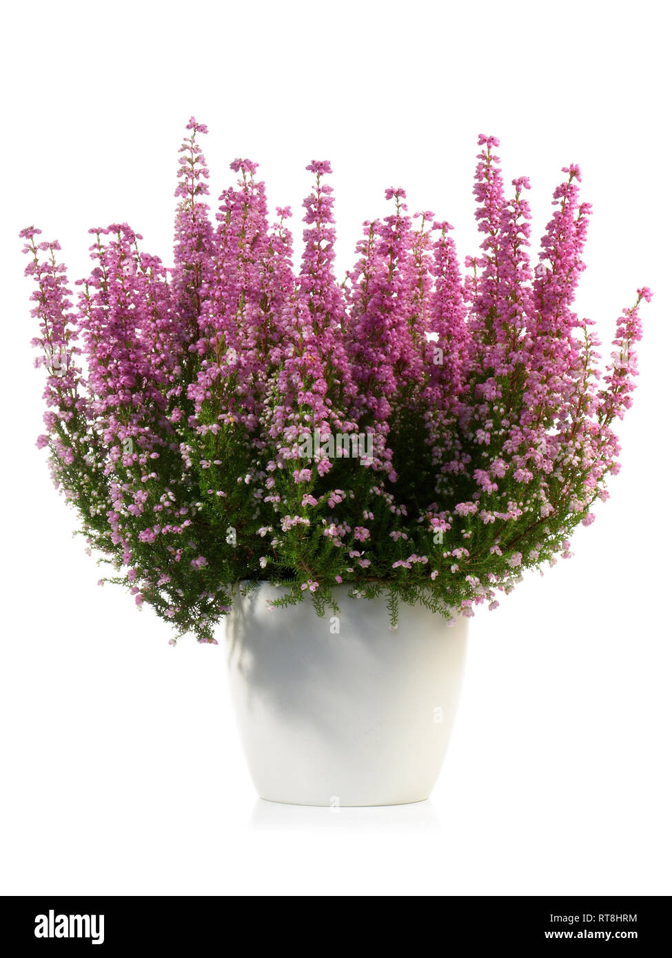 Erica Gracialis in einem weißen Topf Stockfoto