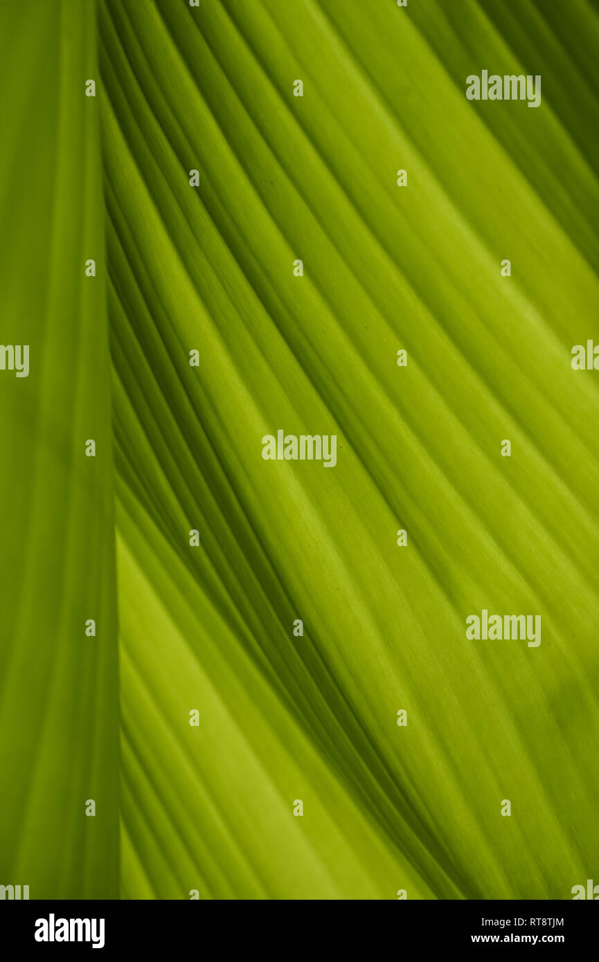 In der Nähe von Grün Bananenblätter Textur Stockfoto