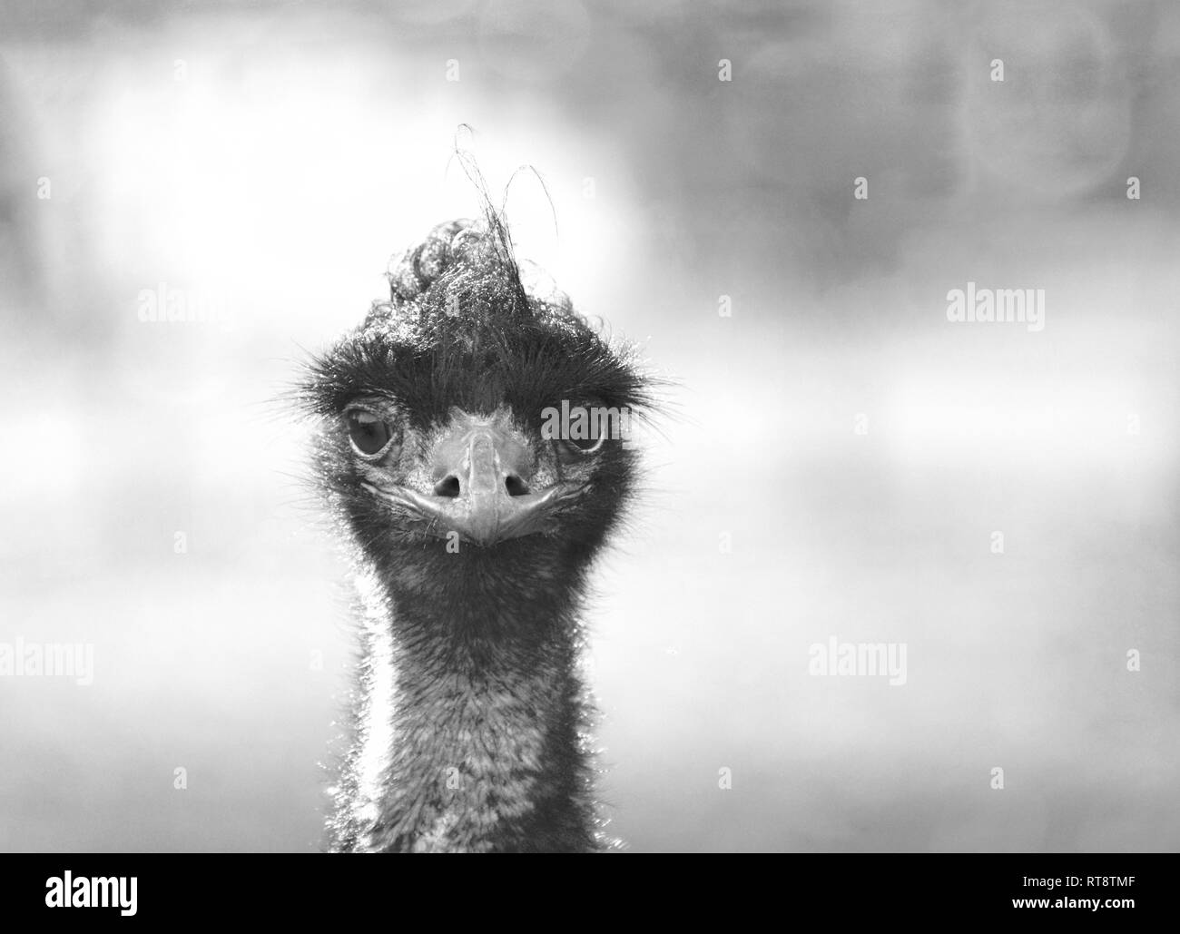 Emu Portrait (Nahaufnahme Kopf und Gesicht mit direktem Augenkontakt) Stockfoto