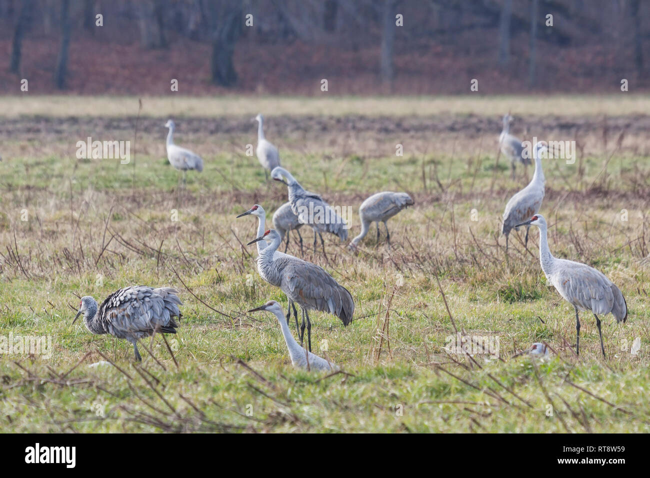 Mehrere Kanadakranichen, sammeln in einem Feld von Gras auf der Suche nach Nahrung. Stockfoto