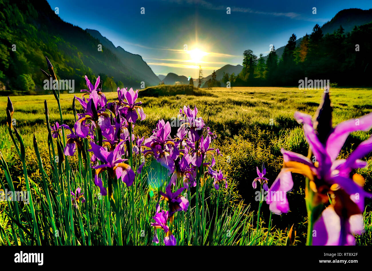 Orchideen in der Nähe von Lake weitsee in Reit im Winkl Bayern Stockfoto