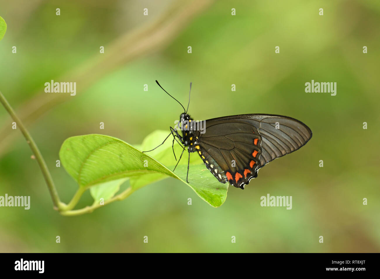 Cramers Schwalbenschwanz Schmetterling (Battus lycidas) ruht auf Blatt, Soberania Nationalpark, Panama, Oktober Stockfoto