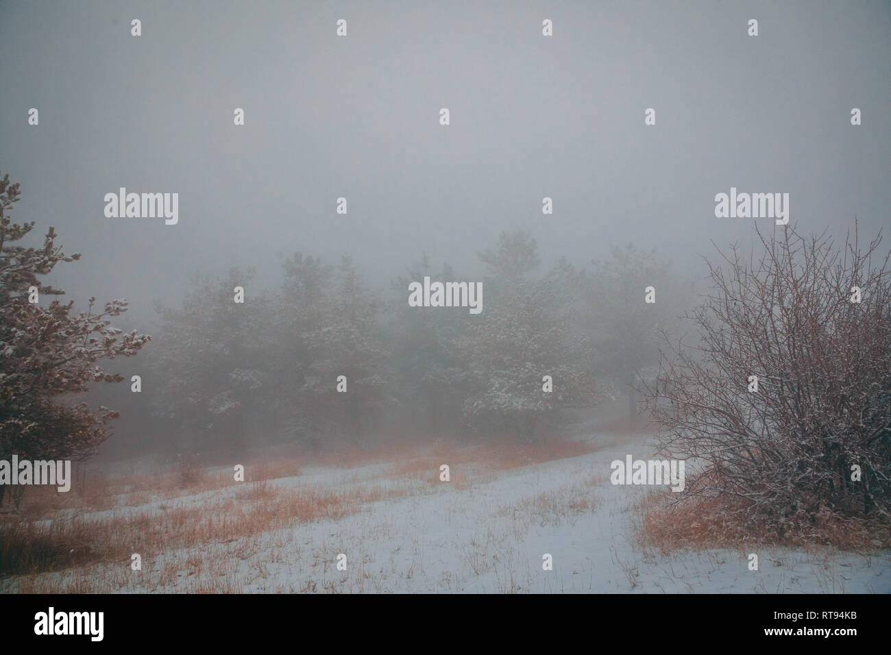 Ein Fogy Forest Stockfoto