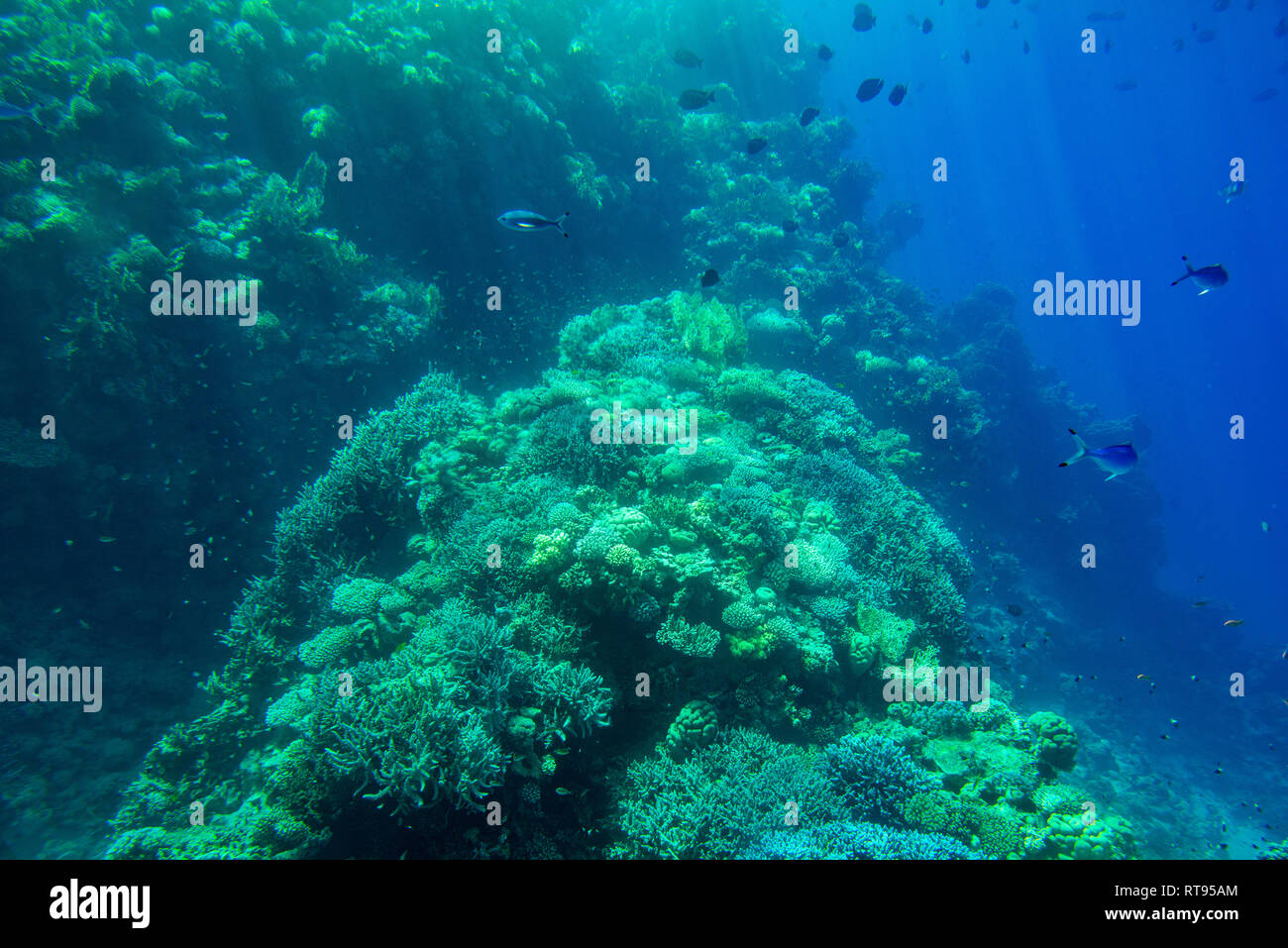Aquatische tiefen blauen Meeresgrund Unterwasser Hintergrund Stockfoto