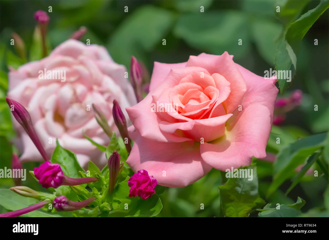 Schöne rosa Rose im Sommergarten. Stockfoto