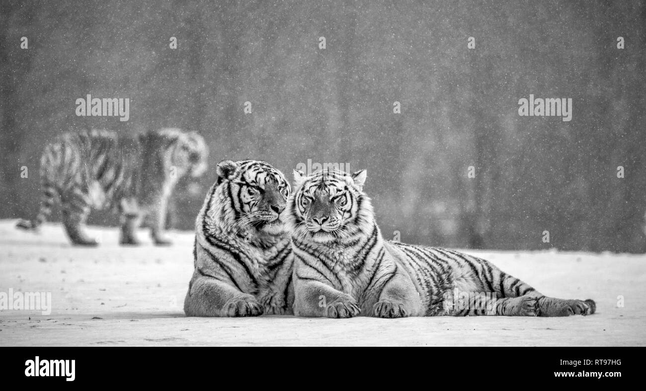 Zwei sibirische Tiger liegen nebeneinander in einer verschneiten Waldlichtung. Schwarz und Weiß. China. Harbin. Mudanjiang Provinz. Hengdaohezi Park. Stockfoto