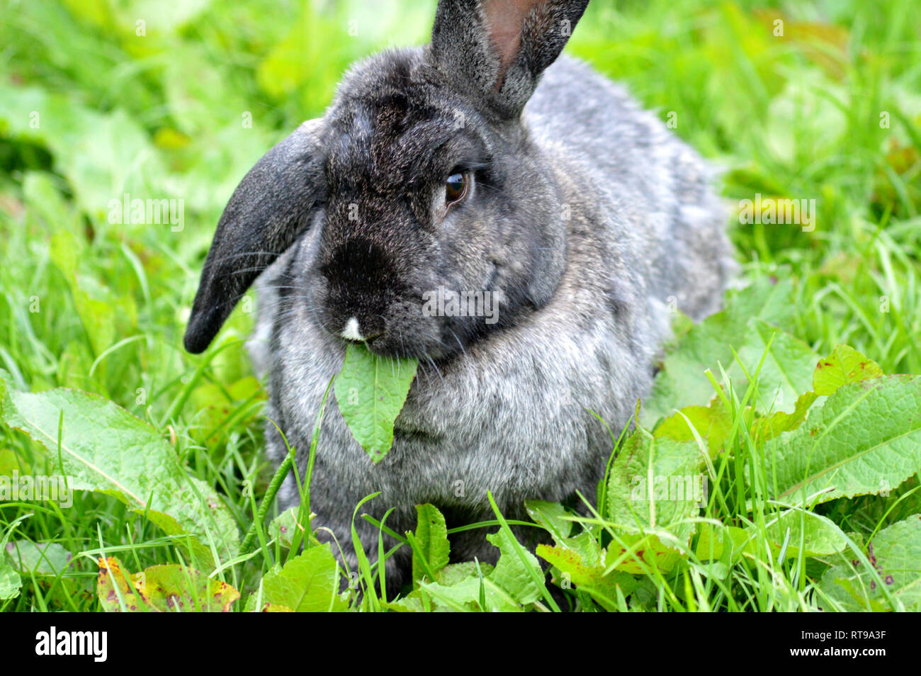 Continental Riesen kaninchen Stockfoto