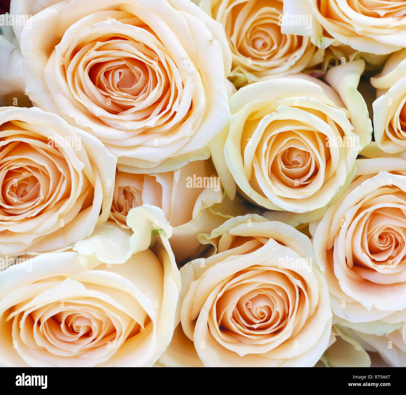 Hellrosa Rosen In Nahaufnahme Stockfotografie Alamy
