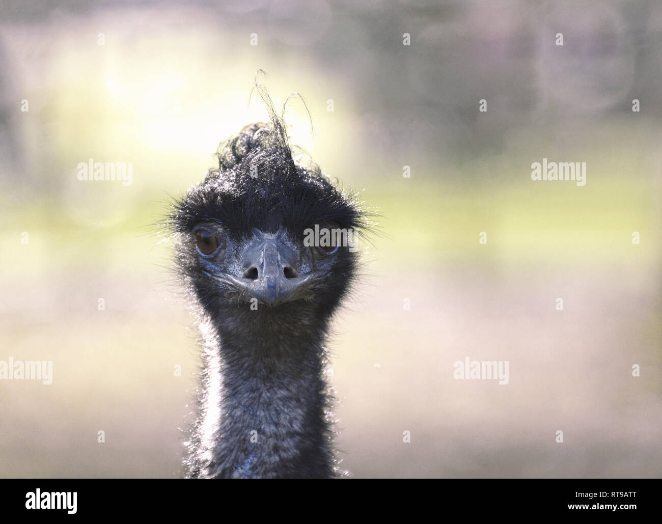 Emu Portrait (Nahaufnahme Kopf und Gesicht mit direktem Augenkontakt) Stockfoto