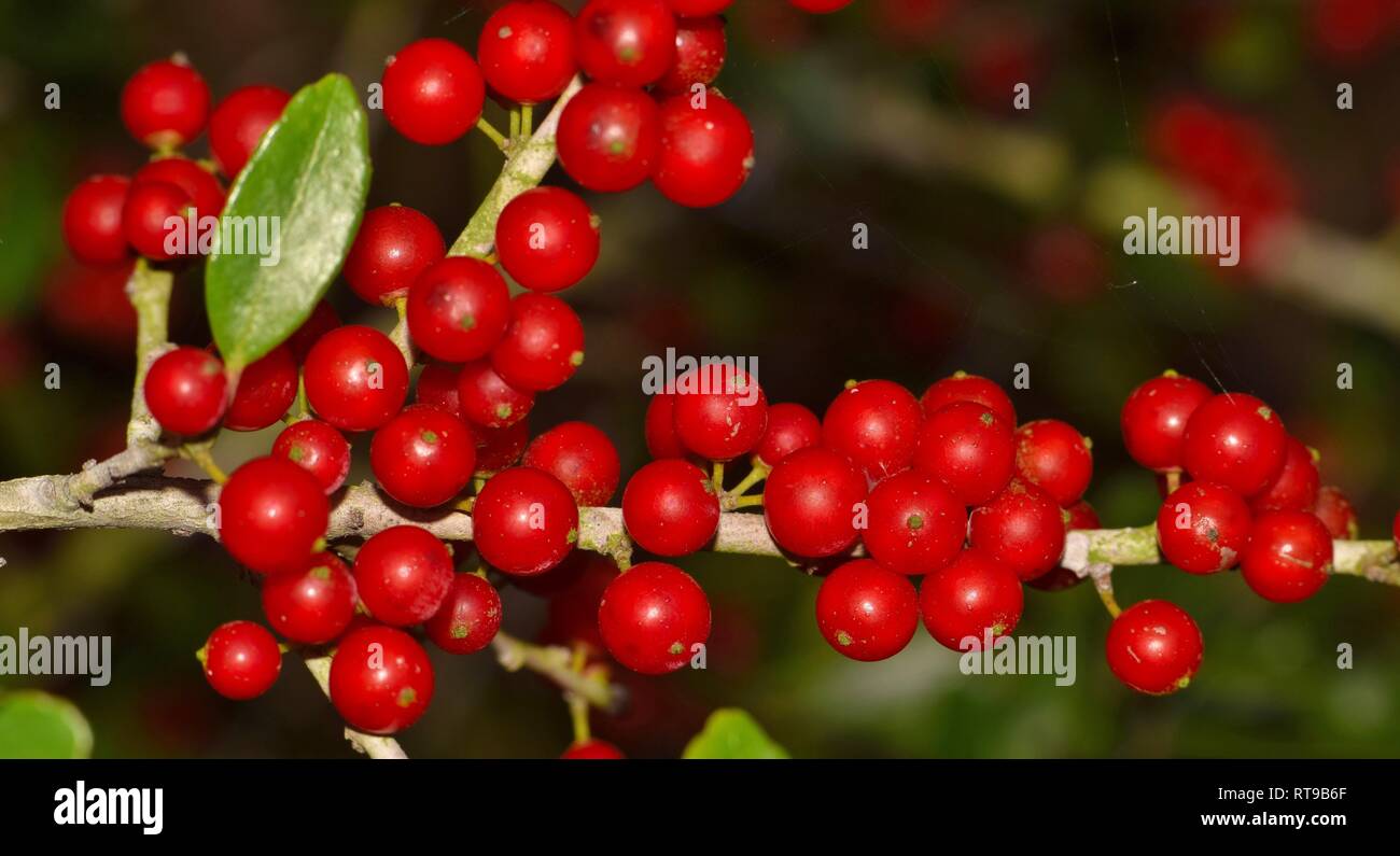 Ein Cluster von reifen roten Beeren entlang einer Filiale einer Yaupon  Holly Tree während eines Houston Winter. Die Beeren enthalten Koffein und  wurden verwendet, um Tee zu machen Stockfotografie - Alamy