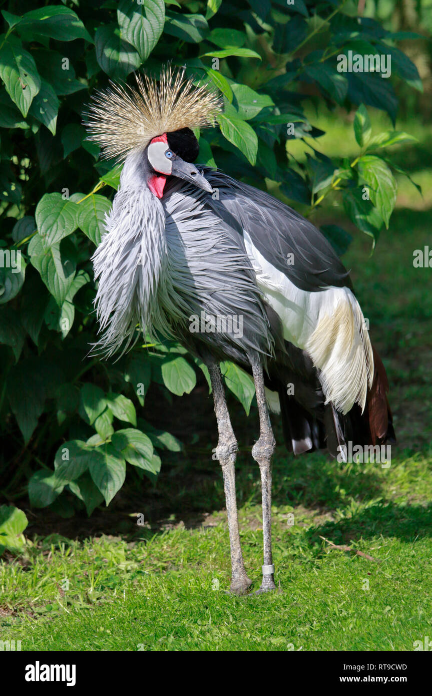 East African gekrönter Kran (Balerica Regulorum Gibbericeps) Stockfoto