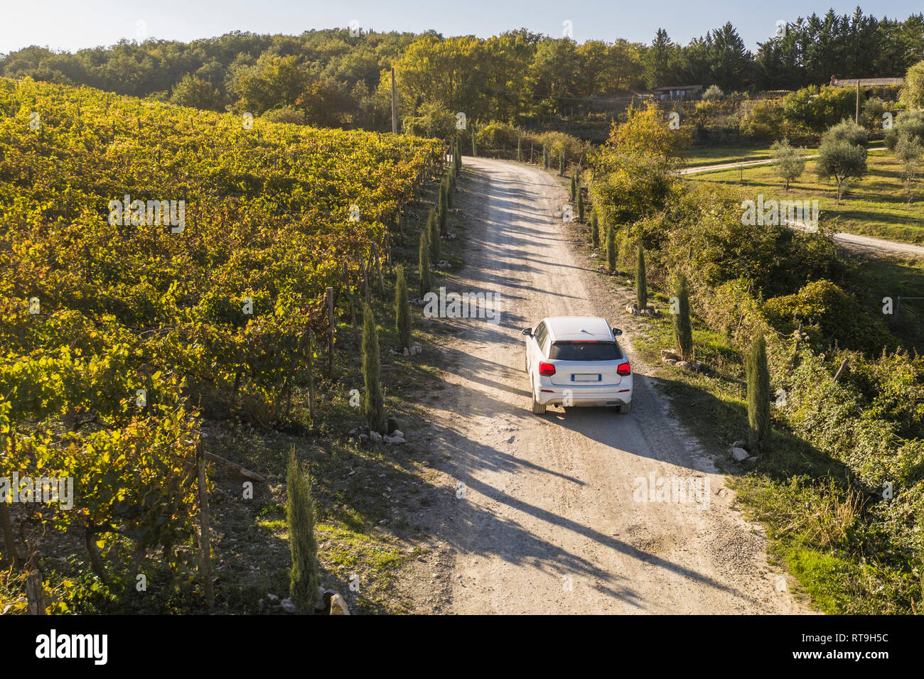 Italien, Toskana, Siena, Auto fahren auf Feldweg durch einen Weinberg Stockfoto