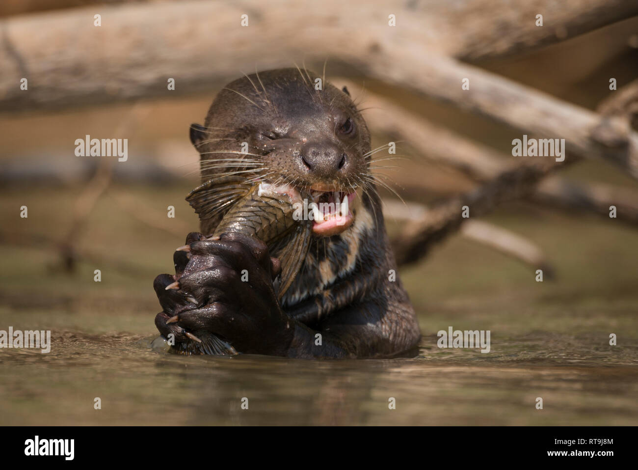 Ein riesiger Otter genießt ein Wels in Nord Pantanal Stockfoto