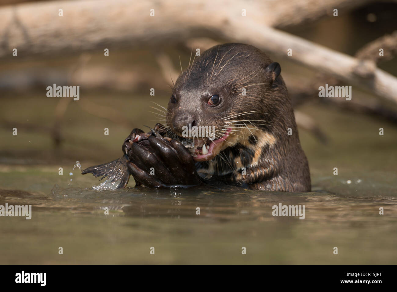 Ein riesiger Otter genießt ein Wels in Nord Pantanal Stockfoto
