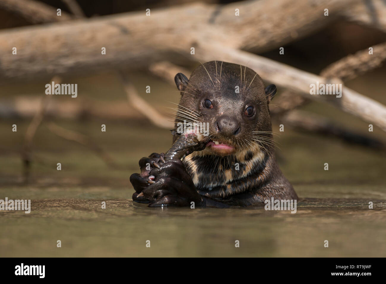 Ein riesiger Otter genießt ein Wels in Nord Pantanal. Stockfoto