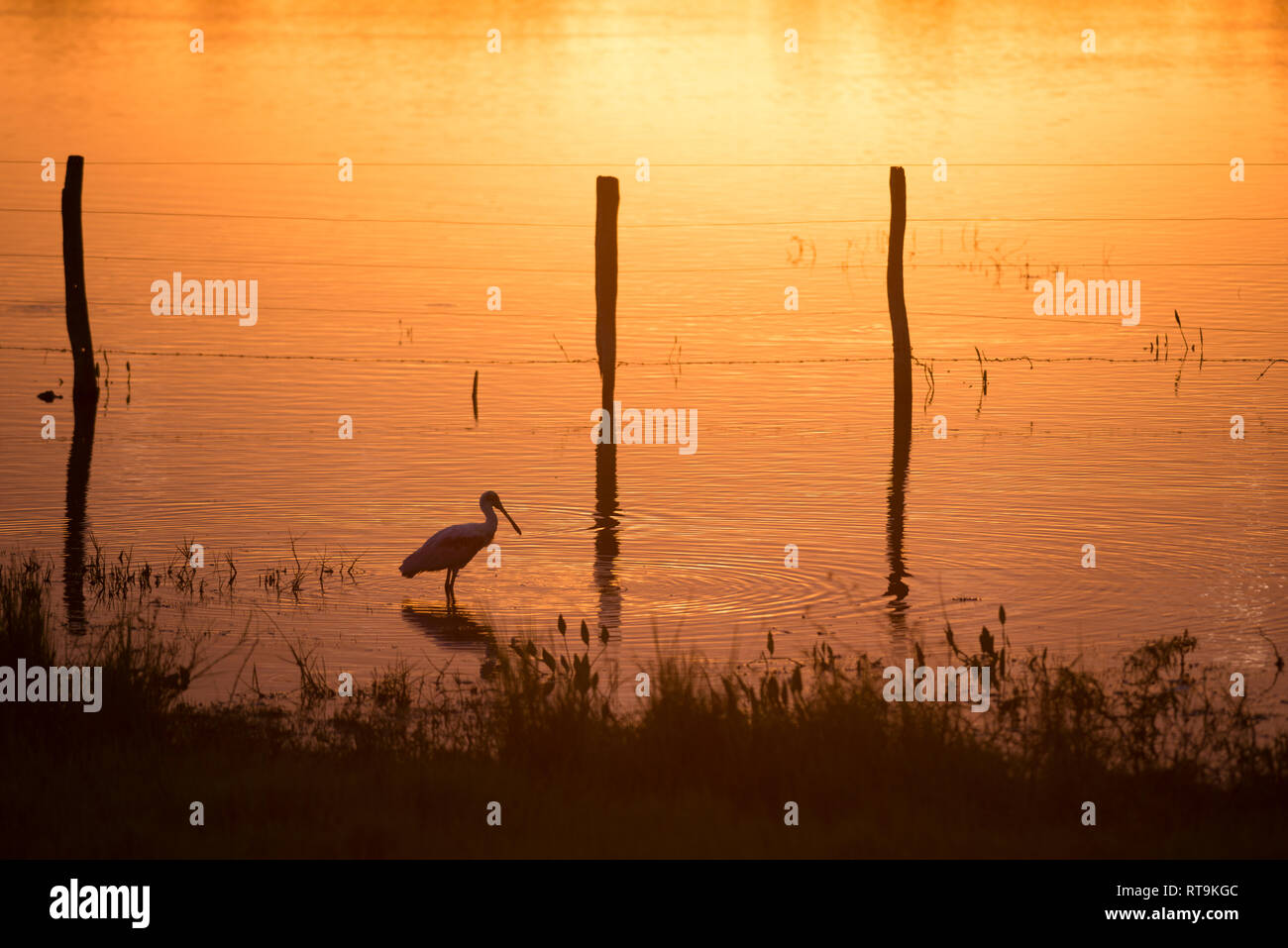 Am frühen Morgen in der Fazenda Barranco Alto, im Herzen des Pantanal. Mich an diesem unglaublichen Ort Melden Sie im nächsten Juni. Klicken Sie auf Mein Profil für meine Website l Stockfoto