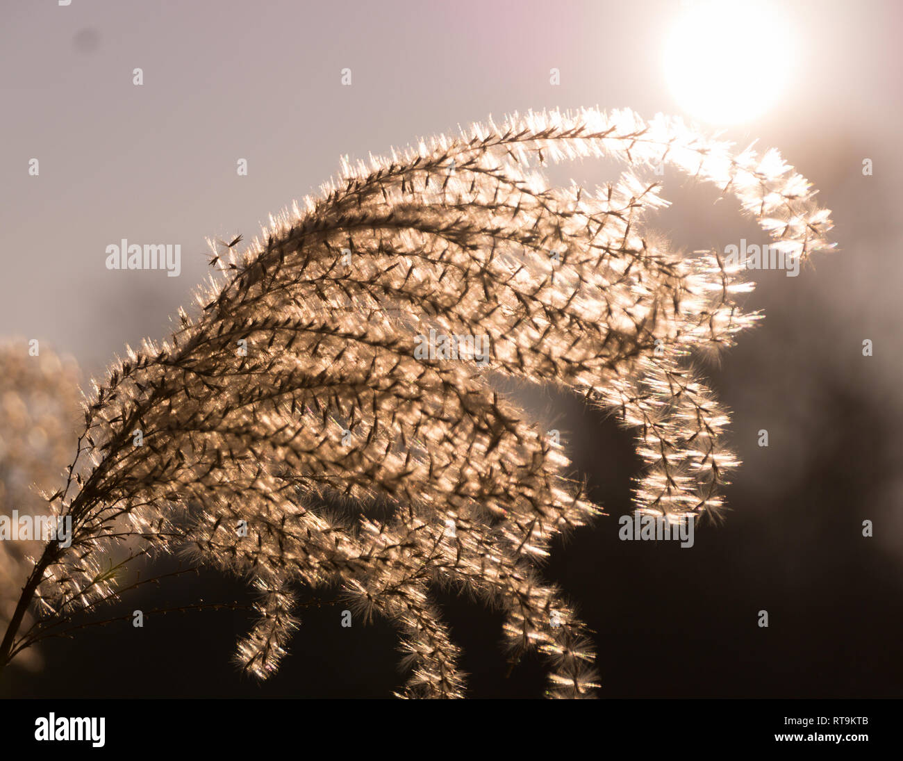 Eine einzelne Schilf Stroh Gegenlicht der Sonne Stockfoto